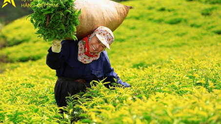 Phân bón Văn Điển: Niềm tin của người trồng chè Phú Thọ