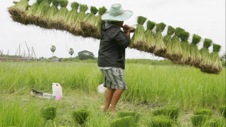 Thái Lan: Hạn hán và đồng Bath Thái tăng cao khiến xuất khẩu gạo điêu đứng