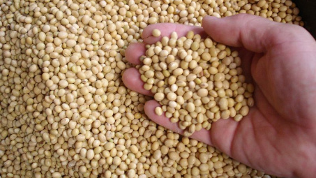 Giá đậu tương tăng phiên thứ 4 liên tiếp nhờ tín hiệu tích cực về nền kinh tế Hoa Kỳ