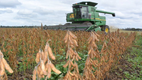 Giá đậu tương tăng phiên thứ năm liên tiếp, hướng tới mức tăng 1,3% trong tuần này