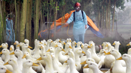 Giữa tâm "bão" dịch Corona, Thủ tướng yêu cầu phòng ngừa dịch cúm A H5N1 lây từ gia cầm sang người