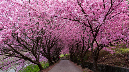 Lưu dấu thanh xuân với 4 trải nghiệm du xuân đáng nhớ tại Đài Loan