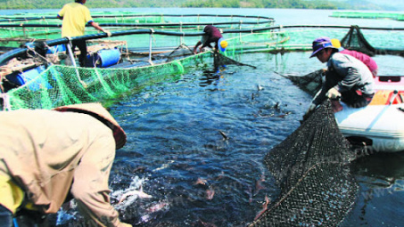 Thực trạng và giải pháp phát triển nuôi cá lồng trên địa bàn tỉnh Phú Thọ