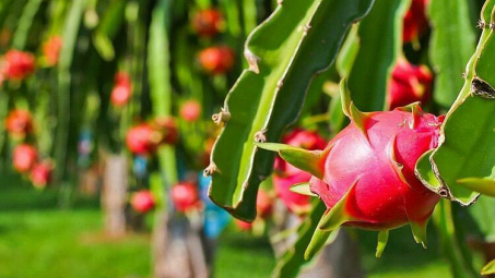 Nông sản Việt tăng xuất khẩu sang Nhật