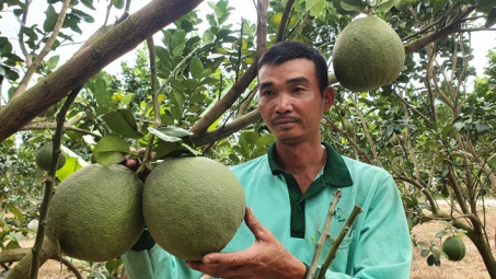 Khánh Hòa: Đưa bưởi da xanh Khánh Vĩnh thành cây trồng chủ lực