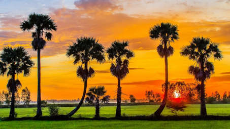 Khảo sát hoạt tính kháng oxi hóa của cao chiết methanol vỏ trái thốt nốt (Borassus flabellifer L.)