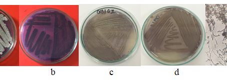 Phân lập và tuyển chọn xạ khuẩn ưa nhiệt có khả năng phân hủy lignin từ mẫu mùn thu nhận tại Nhà máy giấy Bãi Bằng