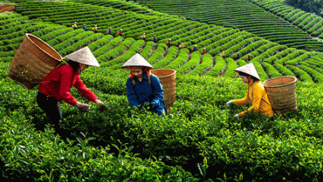 Bí quyết giúp Chè Phú Thọ đạt năng suất cao, chất lượng tốt