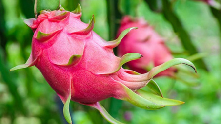 Thị trường Austalia đón nhận thanh long ruột đỏ của Việt Nam