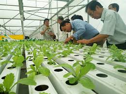 Thực trạng phát triển nông nghiệp cao ở Việt Nam