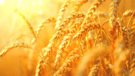 Nga cấm xuất khẩu một số mặt hàng thực phẩm do đại dịch COVID-19