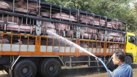 Phát hiện hàng trăm con lợn không rõ nguồn gốc được tiêu thụ tại Ngệ An