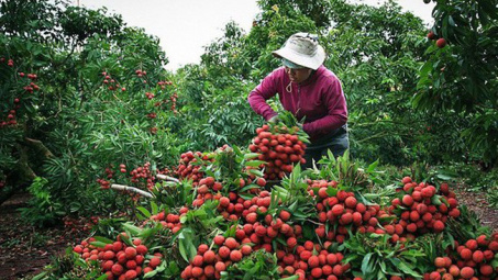 Bắc Giang: Đẩy mạnh xúc tiến thương mại cho vải thiều, ứng phó với dịch Covid -19
