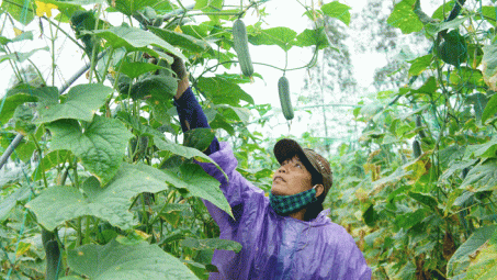 61,6% số HTX có dưới 10 lao động