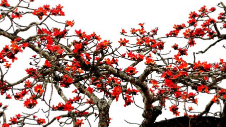 Cây gạo gù