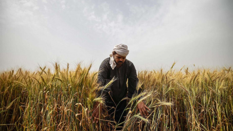 Diễn biến giá nông sản thế giới ngày 3/4