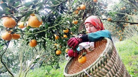 Phân bón Văn Điển góp phần "hồi sinh" vựa cam sành Hà Giang