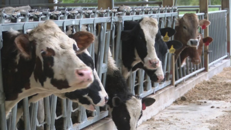 Hoa Kỳ: Nghịch lý sữa phải đổ bỏ ngay cả khi nhu cầu tăng cao vì đại dịch Covid-19