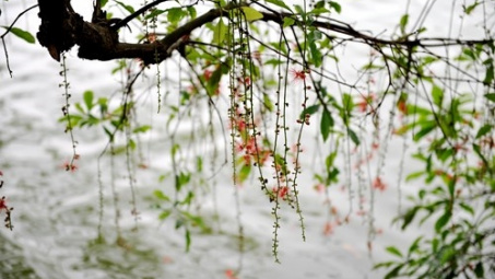 Thời tiết 7-4: Bắc bộ tiếp tục mưa lạnh trên diện rộng