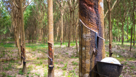 Giá cao su tăng nhẹ nhờ các tín hiệu tích cực về dịch Covid-19