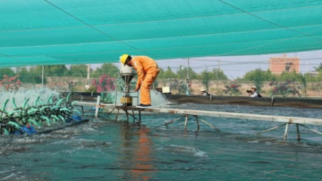 Ở “thủ phủ” nuôi tôm, điện luôn đi trước một bước