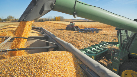 Giá ngô tăng trở lại sau 2 phiên giảm liên tiếp