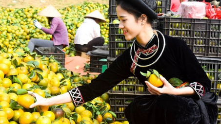 3 ưu điểm vượt trội Phân bón Văn Điển mang lại cho trái cam sành Tuyên Quang