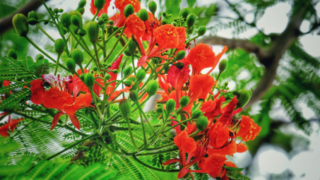 Thời tiết 14-5: Nắng nóng quay trở lại miền Bắc