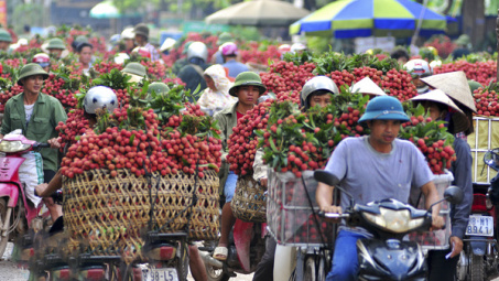 Mùa vải 2020: Bắc Giang sẵn sàng "kích hoạt" các kịch bản tiêu thụ