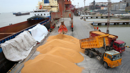 Giá đậu tương điều chỉnh nhẹ, Trung Quốc đẩy mạnh nhập khẩu đậu tương lo ngại bùng phát đại dịch Covid-19 lần hai