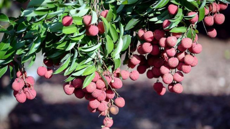 Bộ Công Thương: Sẵn sàng các phương án, hỗ trợ xúc tiến tiêu thụ vải thiều