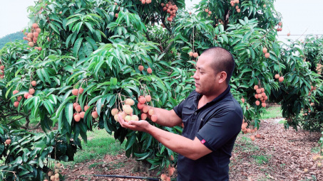 Hơn 300 thương nhân Trung Quốc  được phép nhập cảnh thu mua vải thiều