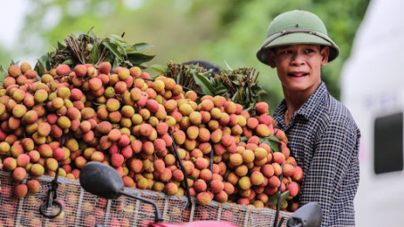Xuất khẩu vải tươi gặp khó vì Covid-19: Bộ Công Thương vào cuộc