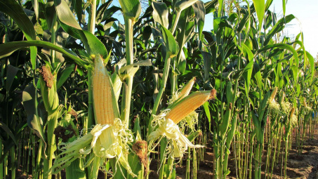 Giá đậu tương và ngô tăng nhờ kỳ vọng Trung Quốc gia tăng mua nông sản từ Hoa Kỳ