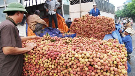 Vải tươi được "đặc cách" khi xuất qua cửa khẩu Lào Cai