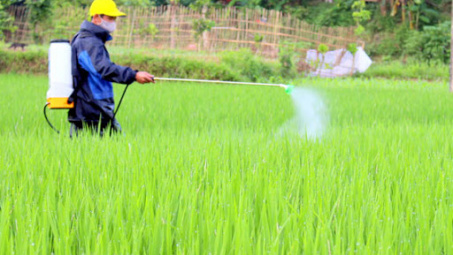 Lúa Phổ Yên tăng năng suất nhờ Phân bón Văn Điển