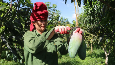 Xoài tượng da xanh Sơn La lần đầu xuất sang Mỹ