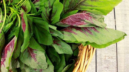 So sánh sự biến đổi hàm lượng của một số loại thuốc bảo vệ thực vật trên rau dền (amaranthus) giữa canh tác truyền thống và canh tác trong nhà lưới