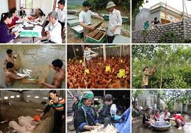 Tác động của việc lồng ghép tài chính vào xóa đói giảm nghèo thông qua các ngân hàng hợp tác