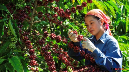 Tổ chức lại sản xuất đáp ứng các điều kiện của thị trường EVFTA