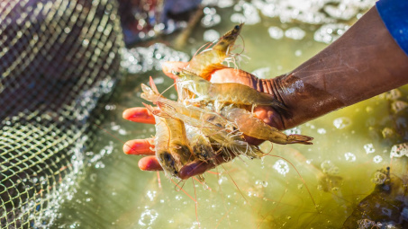 Diễn biến thị trường tôm ngày càng khó dự đoán