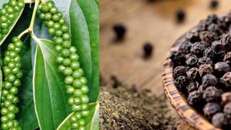 Bộ Công Thương nỗ lực hỗ trợ doanh nghiệp giải quyết khó khăn do Nepal tạm ngừng nhập khẩu hồ tiêu