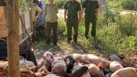 Bắc Giang: Ngăn chặn kịp thời dịch tả lợn Châu Phi đang xâm nhập vào địa bàn tỉnh