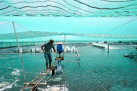 Phân tích hiệu quả kỹ thuật của mô hình nuôi tôm thẻ chân trắng ở tỉnh Trà Vinh