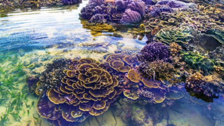 Không thể rời mắt trước vẻ đẹp lung linh của rạn san hô cạn Hòn Yến