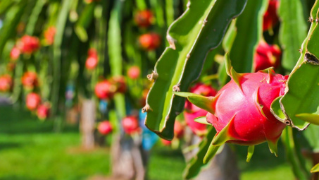 Thanh long ruột đỏ Sơn La chuẩn bị xuất khẩu sang Nhật Bản