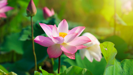 Thời tiết 11-7: Nắng nóng gay gắt vẫn tiếp diễn tại miền Bắc