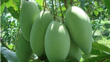 Xoài xanh Việt Nam ngày càng được ưa chuộng tại thị trường Australia