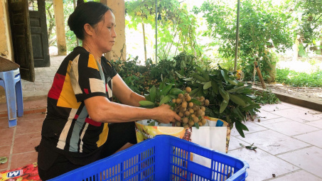 Hỗ trợ, tháo gỡ khó khăn cho trái nhãn trong mùa dịch Covid - 19