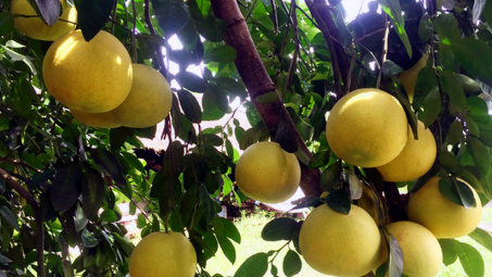 Cam, bưởi miền Trung năng suất tăng 1,8 lần nhờ Phân bón Văn Điển